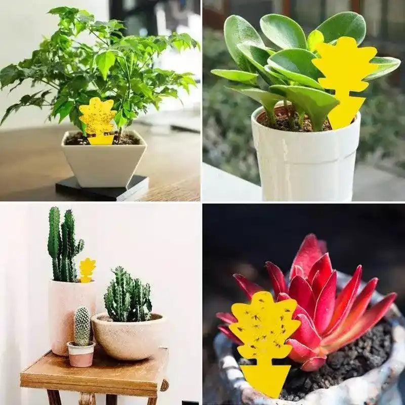 Armadilha para pernilongos e insetos 10 unidades